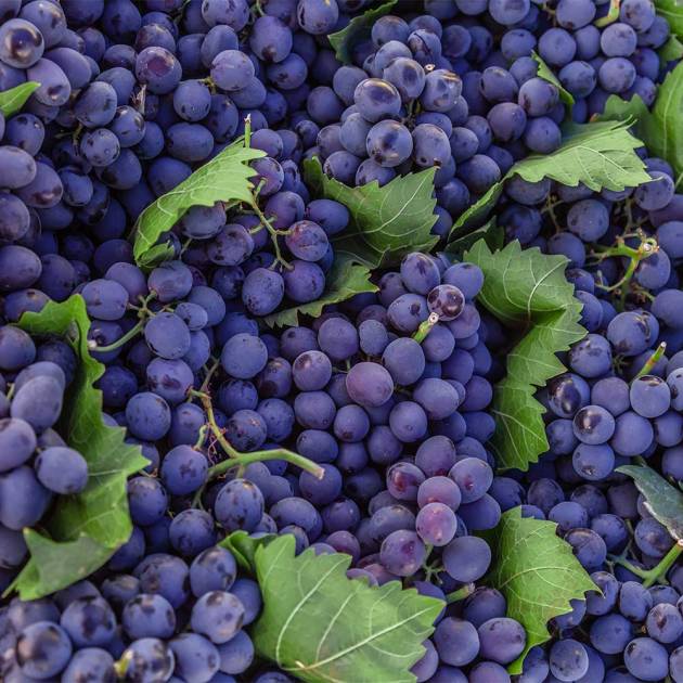 Nero D'Avola Barricato 14 Gradi